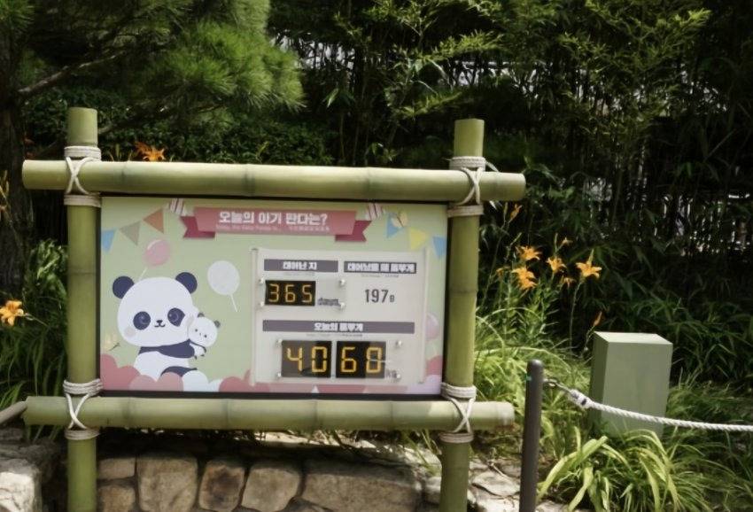 드디어 40kg 찍은 '그 판다'🐼 | 인스티즈